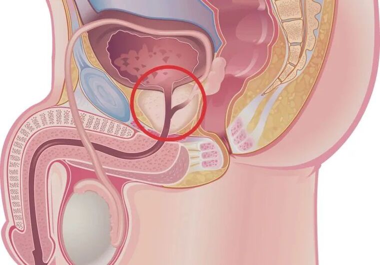 How does an erection occur
